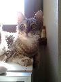 Miao