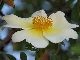 Fiore bello